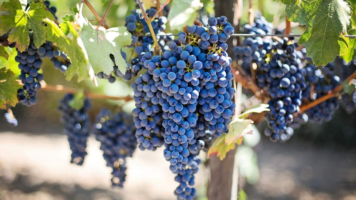 Як виробляють вино: підготовка винограду Як виробляють вино: підготовка винограду