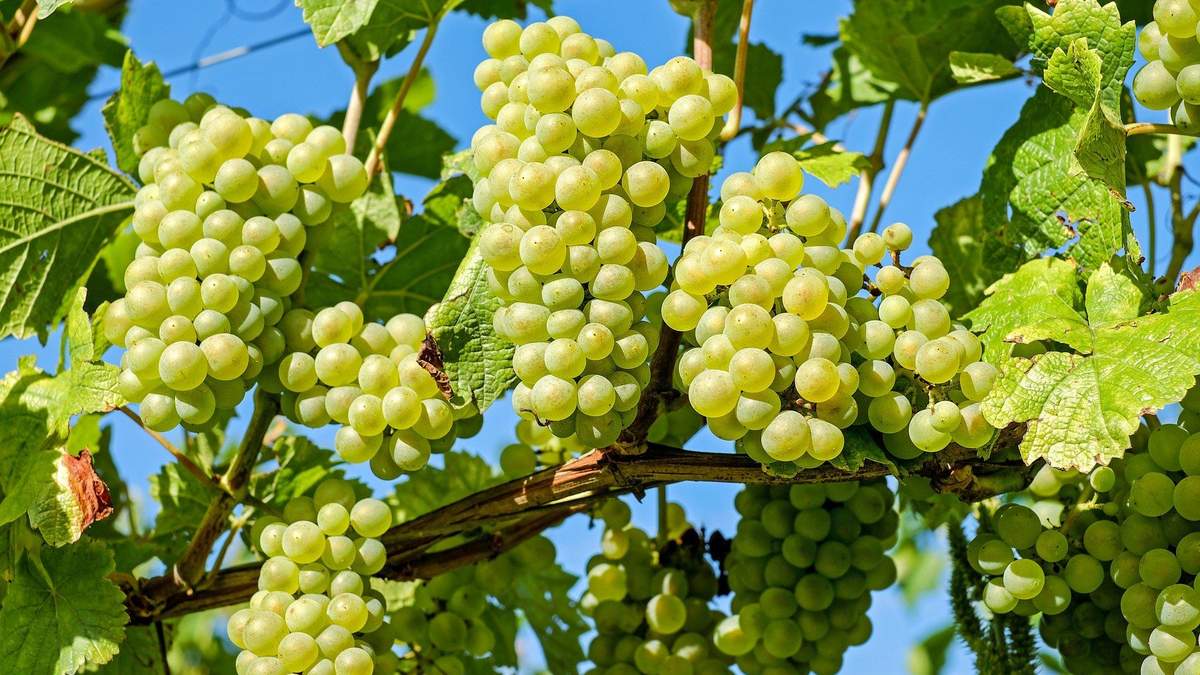 Клони винограду – що це таке – пояснення від виноробів Клони винограду – що це таке – пояснення від виноробів
